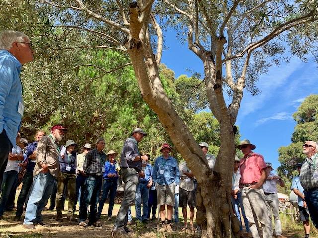 Olio Bello was proud to be the host venue for the Australian Olive Association's 2019 Field Day on Integrated Pest and Disease Management